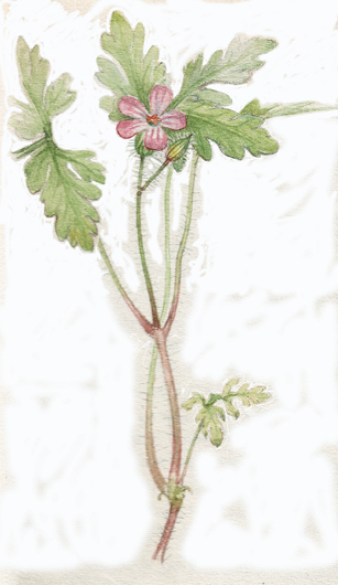 herb robert