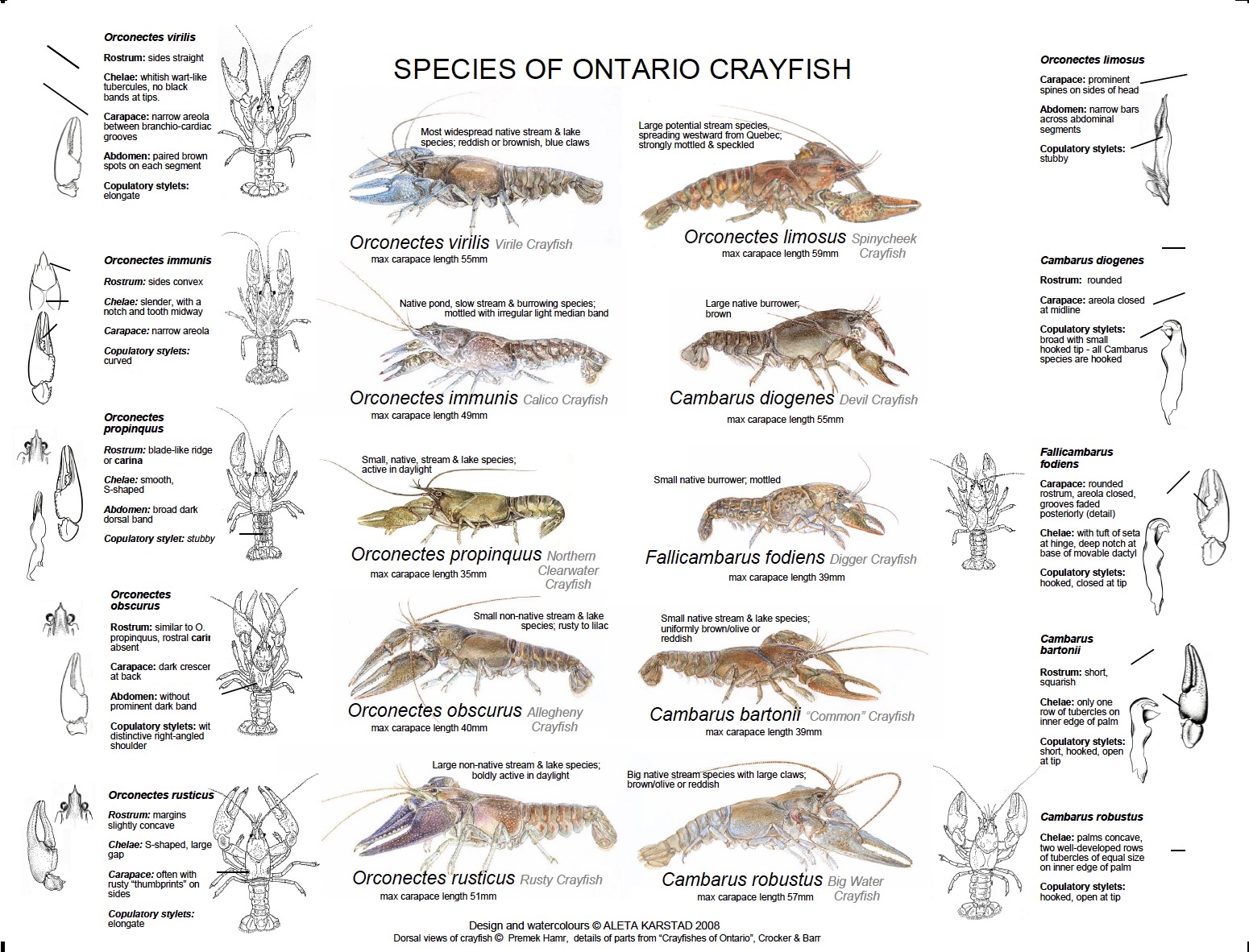 Crayfish  Fragile Inheritance