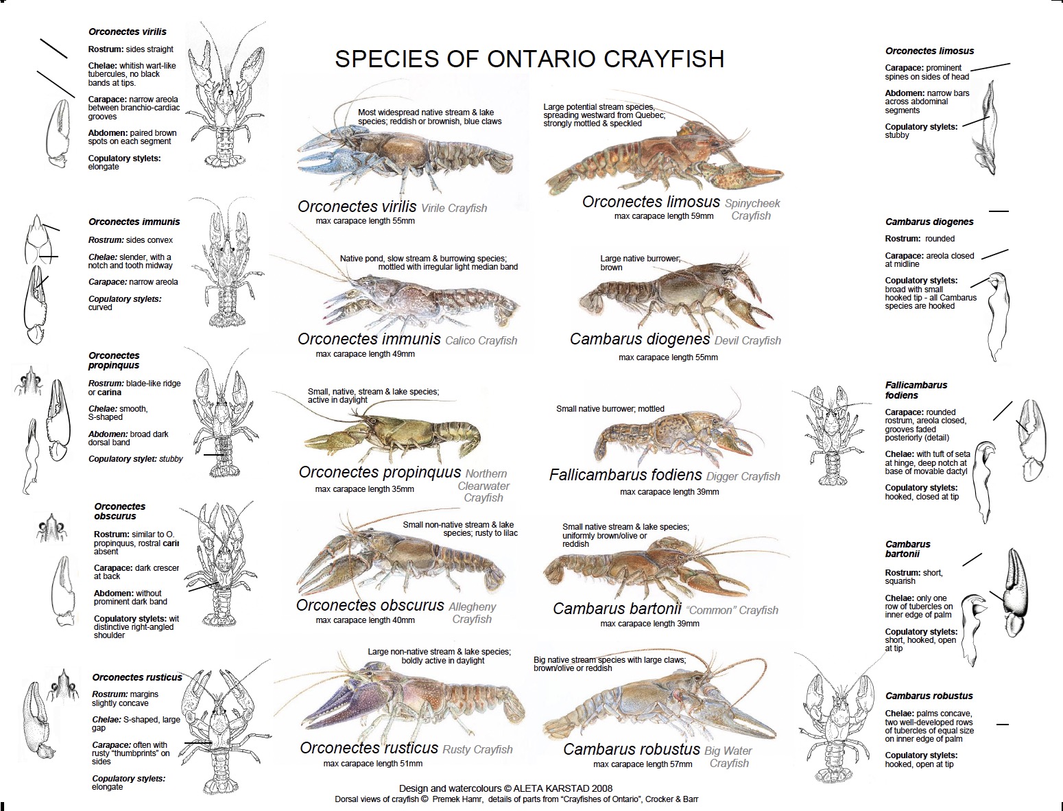 Crayfish Fragile Inheritance